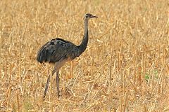 Greater Rhea